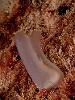 Ciona intestinalis
